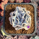 Echeveria 'Crispate Beauty' 2" Succulent Plant