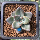 Echeveria 'Tremolo' 1" Succulent Plant