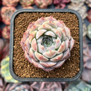 Echeveria 'Rosalina' 2" Succulent Plant