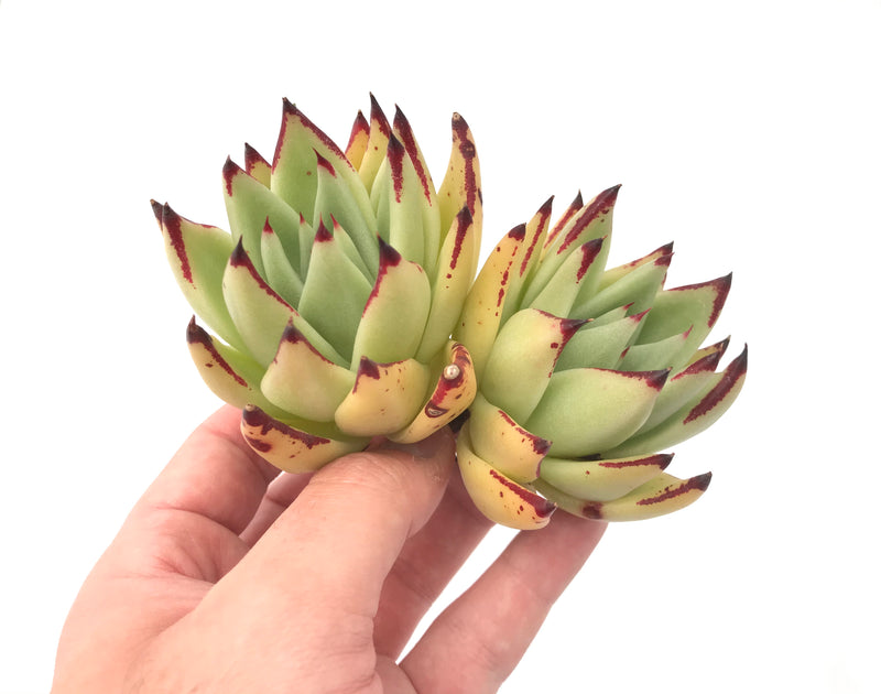 Echeveria Agavoides 'Maria' Hybrid Double Head 6" Succulent Plant
