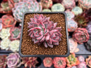 Echeveria 'Black Swan' 1"-2" Cluster Succulent Plant