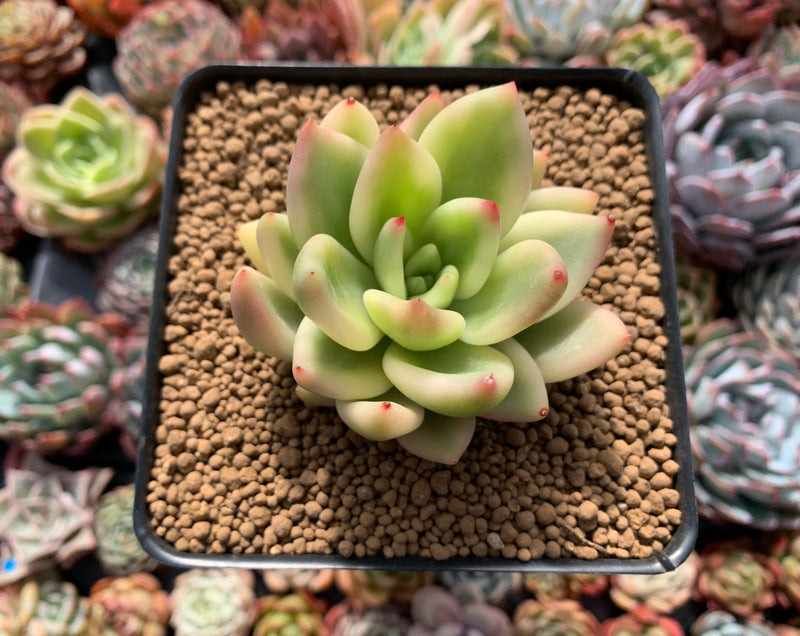 green abalone succulent Echeveria Agavoides 'Scaphophylla' Variegated 3" Succulent Plant – True Succulents  Plant Co