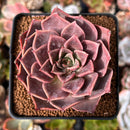 Echeveria 'Guerlain' 2"-3" New Hybrid Succulent Plant