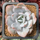 Echeveria 'Laui' 1" Powdery Succulent Plant