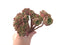 Aeonium 'Halloween' Crested Cluster 7"-8" Succulent Plant