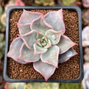 Echeveria 'Madiba' 1"-2" Succulent Plant