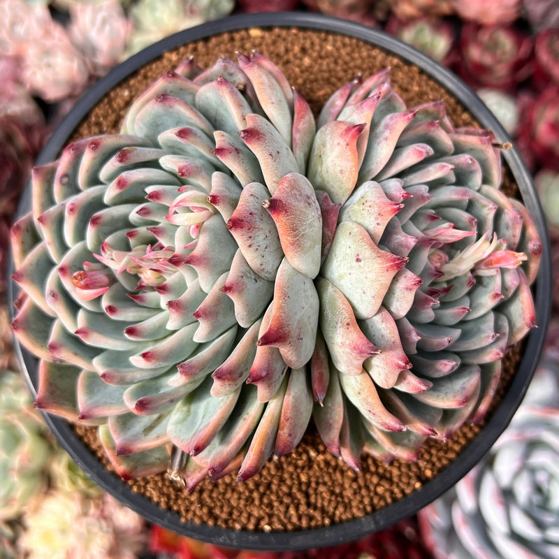 Echeveria 'Chihuahuaensis' 4