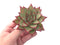 Echeveria Agavoides ‘Ebony’ 3" Succulent Plant