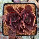 Echeveria 'Hanaikada' Non-Variegated 2"-3" Succulent Plant