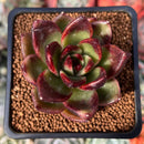 Echeveria 'Cherry Bomb' 2" New Seed Grown Hybrid Succulent Plant