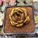Echeveria 'Citrine' 1"-2" Seed Grown Air Magic Hybrid Succulent Plant