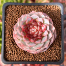 Echeveria 'Red Velvet' 2" Succulent Plant