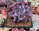 Echeveria 'Trumpet Pinky' 3" Succulent Plant