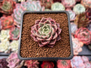 Echeveria 'Ziplet' 1"-2" New Hybrid Succulent Plant