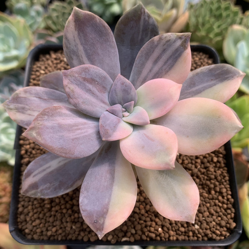 succulent superbum Quetzalcoatlia 'Pentandra Superba' Variegated 3" Succulent Plant (Form –  True Succulents Plant Co