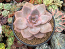 Echeveria 'Bianca' 4"-5" Powdery Succulent Plant
