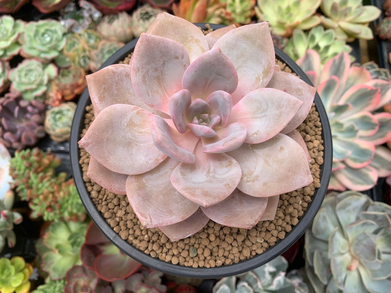 where to buy rare succulents near me Echeveria 'Bianca' 4"-5" Powdery Succulent Plant – True Succulents Plant Co