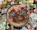 Echeveria 'Minibelle' Variegated Cluster 5" Succulent Plant
