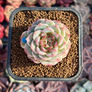 Echeveria 'Red Velvet' 2" Succulent Plant