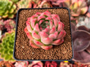 Echeveria 'Snow Clock' 2" Succulent Plant