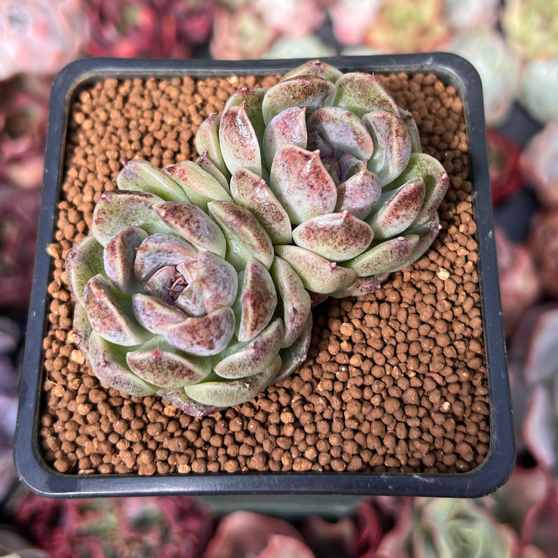 amethystium succulent Echeveria 'Amethyst' 2" Cluster Succulent Plant – True Succulents Plant Co