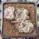 Echeveria 'Amethyst' 2" Cluster Succulent Plant