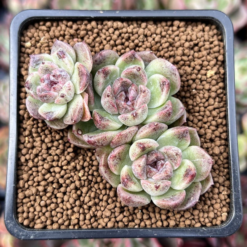 Echeveria 'Amethyst' 2