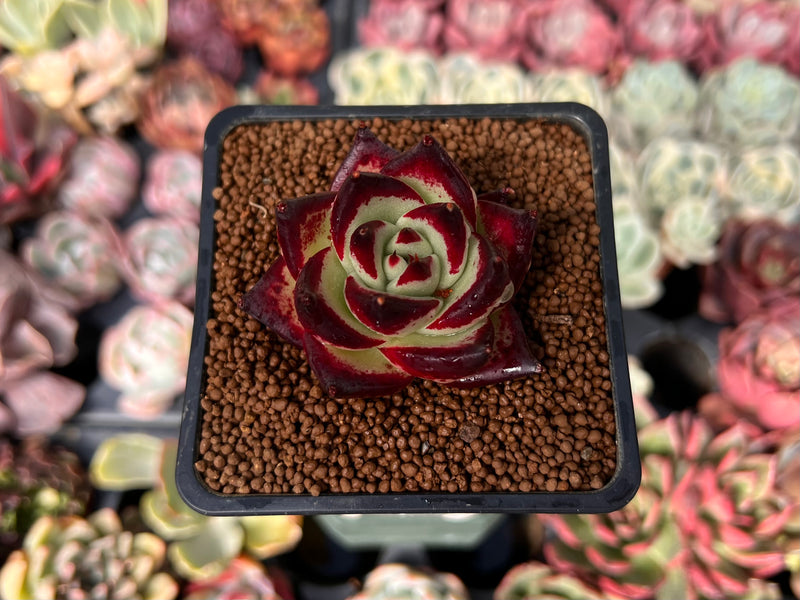 black king succulent Echeveria Agavoides 'Black King' 2" Succulent Plant