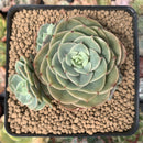 Echeveria 'Fun Queen' 1"-2" Succulent Plant