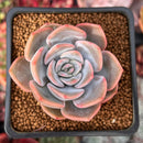 Echeveria 'Winter Flower' 1" Succulent Plant