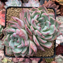 Echeveria 'Colorata' 4" Succulent Plant