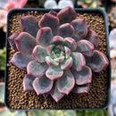Echeveria 'Pink Shop' 2"-3" Succulent Plant