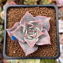 Echeveria 'Madiba' 1"-2" Succulent Plant