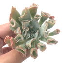 Echeveria 'Trumpet Pinky' 3" Rare Succulent Plant