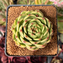 Echeveria Agavoides 'Moonstone' 3" Succulent Plant