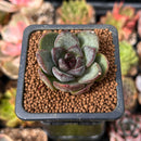 Echeveria 'Black Bear' 1" Succulent Plant