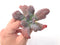 Echeveria 'Linguas' 3" Succulent Plant
