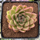 Echeveria Agavoides sp. 2" Succulent Plant