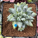 Pachyphytum Compactum 'Glaucum' 2" Succulent Plant
