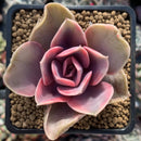 Echeveria 'Rainbow' Variegated 2"-3” Succulent Plant