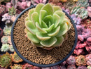Echeveria 'Arenas' 3"-4" Succulent Plant