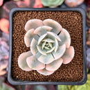 Echeveria Runyonii Variegated (Aka Echeveria 'Akaihosi' Variegated) 2" Succulent Plant