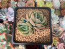 Echeveria 'Ice Cone' 2" Cluster New Hybrid Succulent Plant