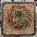 Echeveria Agavoides 'Enita' 2" Succulent Plant