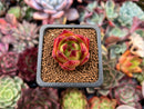 Echeveria Agavoides 'Lip stick' 1" Succulent Plant