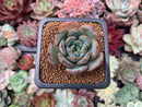 Echeveria 'Monello' 1" New Hybrid Succulent Plant