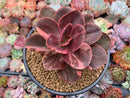 Echeveria 'Primadonna' Variegated 5" Succulent Plant