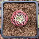 Echeveria 'Belladona' 1" Succulent Plant