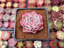 Echeveria 'Silhouette' 2" Succulent Plant