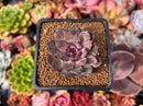 Echeveria 'Blasino' 2" Succulent Plant